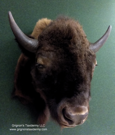 american buffalo mount by Reimond Grignon